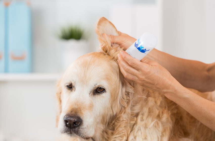  How regular grooming helps your pets to stay healthy?