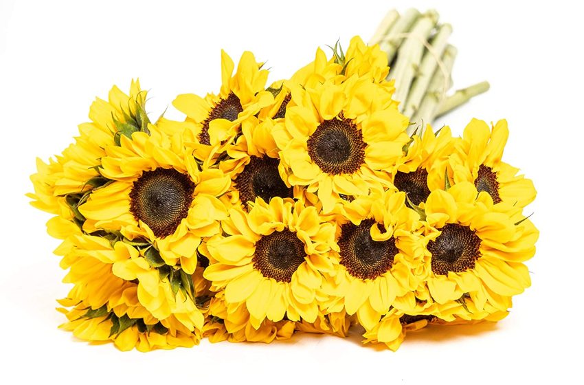  Option Of Sunflower Bouquet Delivery Singapore Services