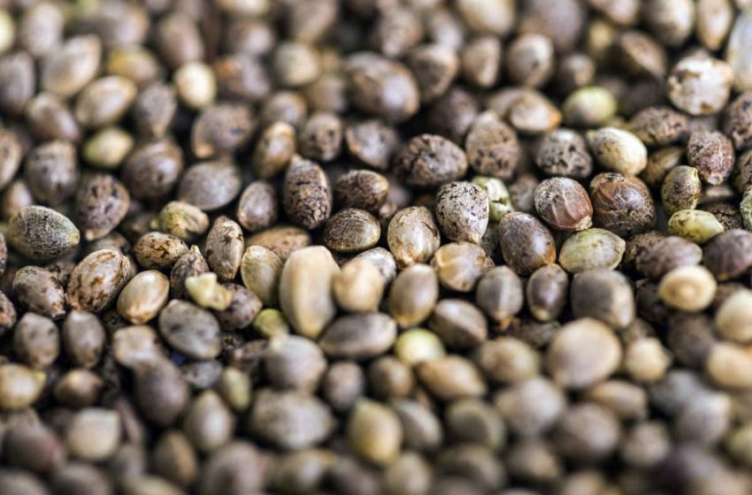  CBD Seed Banks: All You Need to Know About this New Trend in Cannabis