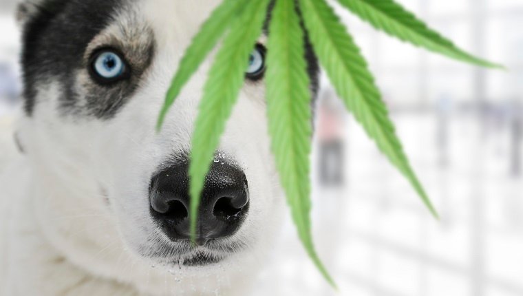  Benefits of CBD Oil for Dogs