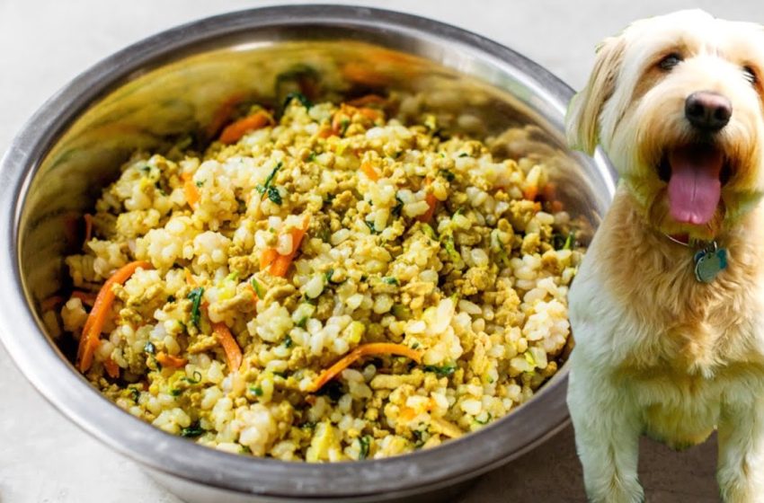  Buy Highly Nutritious Foods for Your Pet Online