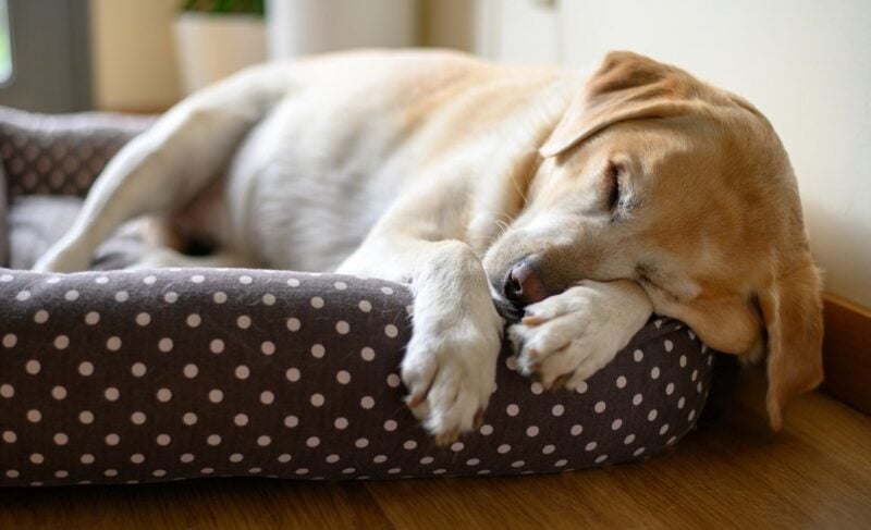  Tips for Buying a Dog Bed That Your Pet Will Love