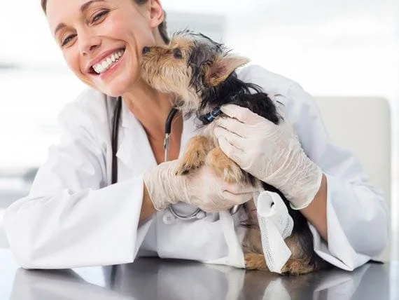 Common Pet Emergencies: How to Handle Them Until You Can See a Vet