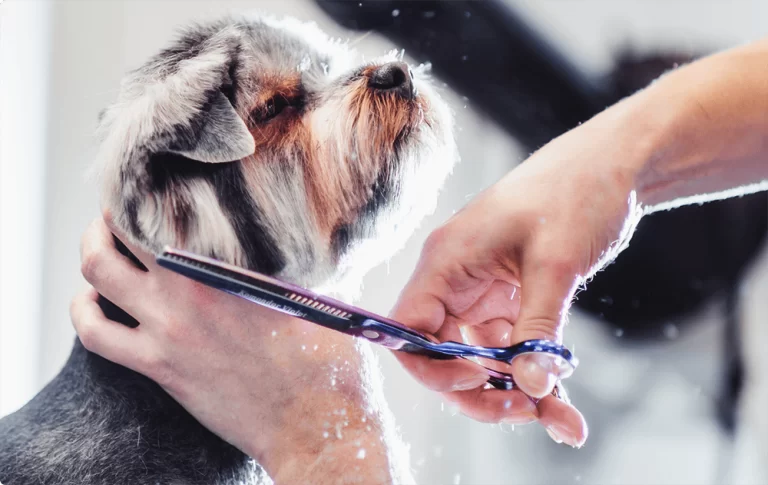 Practical Tips for Grooming Your Pet at Home