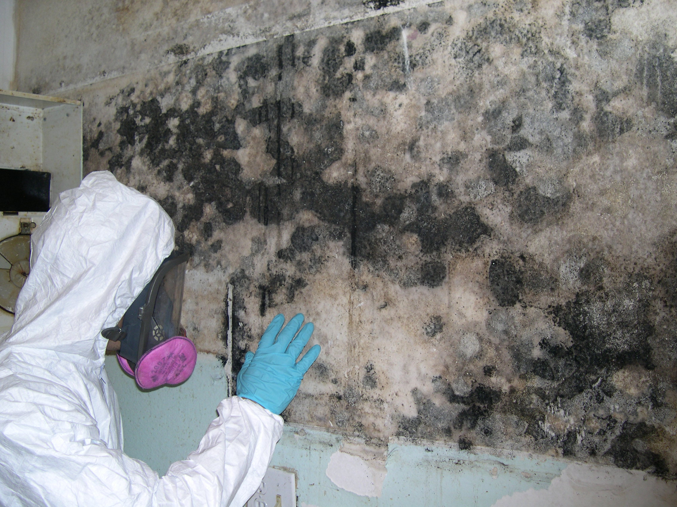 Professional Mold Removal Safeguarding Commercial Interior Structural Elements