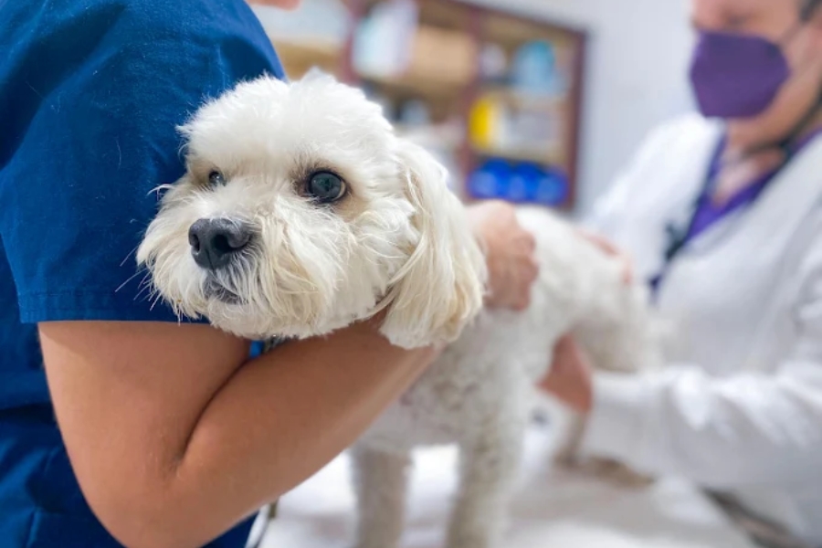 Maintaining Pet Health Through Regular Veterinary Visits And Proper Daily Care
