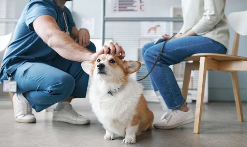 Cold spring veterinary hospital